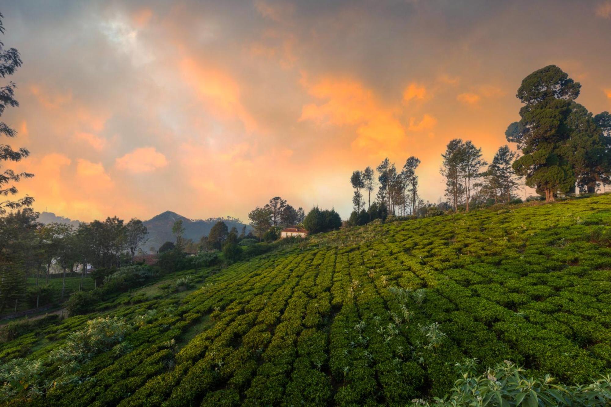 Solitude By Nature Resorts And Stays Kotagiri Exteriér fotografie